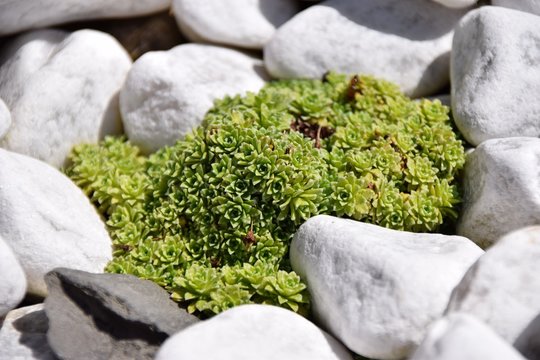 mini Sukkulenten im Steingarten