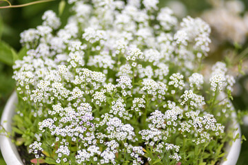 Little white flowers