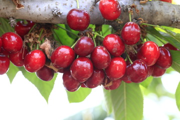 Large cherry