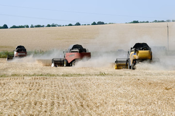 Combines harvests wheat on a field in sunny summer day