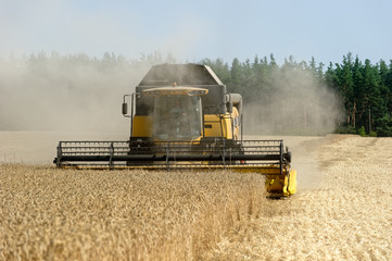 Combine harvests wheat on a field in sunny summer day