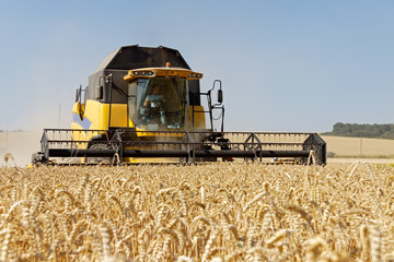 Fototapeta na wymiar Combine harvests wheat on a field in sunny summer day