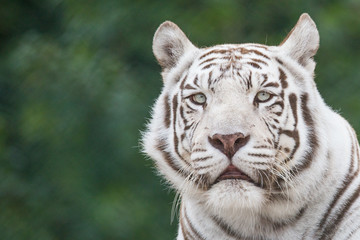white tiger 
