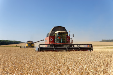 Fototapeta premium Combines harvests wheat on a field in sunny summer day