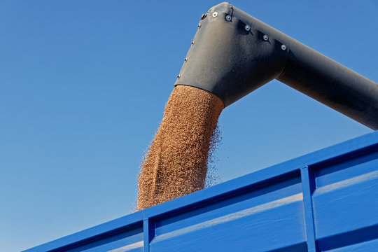Combine harvester load wheat in the truck at the time of harvest in a sunny summer day