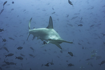 Fototapeta premium Hammerhai in Fischschwarm vor Galapagos, Pazifik
