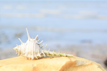 Fototapeta na wymiar Snail shells