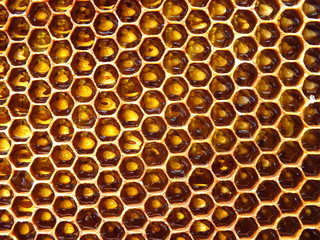 Honeycomb full of honey. Golden sweet texture.
Dark honeycomb with honey