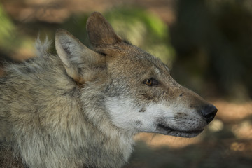Portrait of a wolf