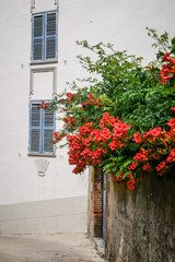 Fototapeta na wymiar Closed blue shutters with red flowers