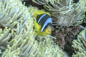 Anemonenfisch mit Anemone, Rotes Meer