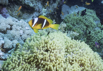 Fototapeta na wymiar Anemonenfisch mit Anemone, Rotes Meer