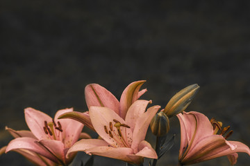 Orange lilies flowers on dark background