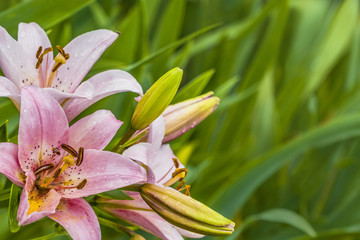 Pink lilies flowers on green background in garden