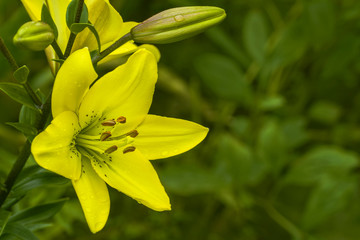 Yellow lilies flowers on green background