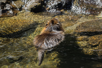 A beaver by the water