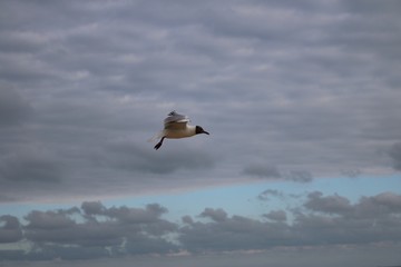 Mouette rieuse en vol