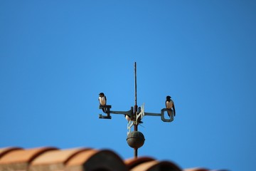 Hirondelles à la girouette © Julien