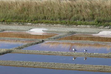 Mouettes dans le marais