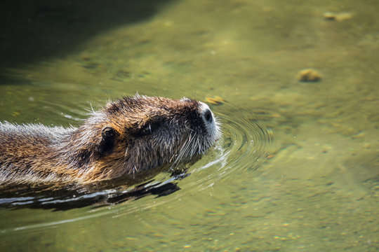 A beaver by the water