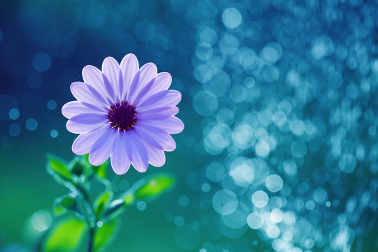 Fototapeta Flowers from my garden 