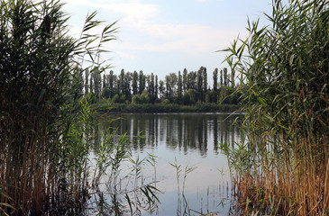Obraz premium Park lake, blue sky, green lakeside, calm