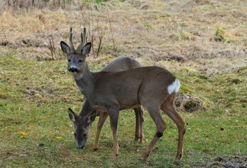 Deer
