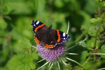 Fototapeta na wymiar Red Admiral on Teazel