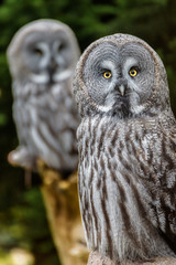 Great Grey Owls, Skansen, Stockholm