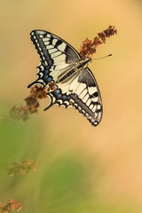 Beautiful nature scene with butterfly Swallowtail (Papilio machaon). Macro shot of butterfly Swallowtail (Papilio machaon) on the flower. Butterfly in the nature habitat.