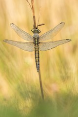 Beautiful nature scene with dragonfly Black-tailed skimmer (Orthetrum cancellatum) . Macro shot of dragonfly on the grass. Dragonfly in the nature habitat.