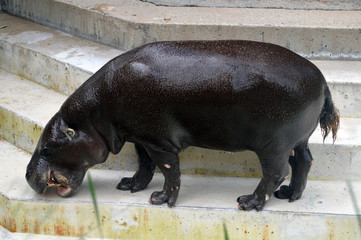 Nilpferd