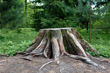 A big stump in the forest
