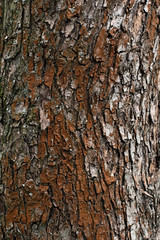 Texture of red lichen on aspen
