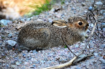 Hare