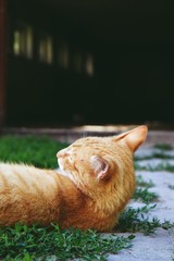 Cat
