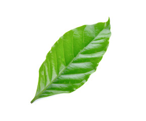 Fototapeta na wymiar coffee leaf on white background