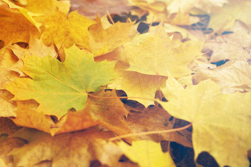 Autumn yellow leaves. Autumn background