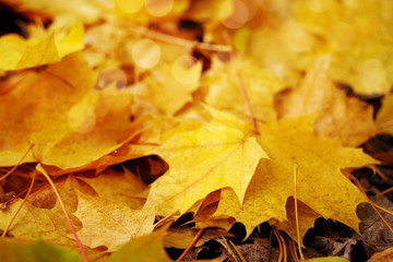 Autumn yellow leaves. Autumn background