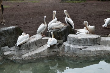 多摩動物公園 毛繕いするペリカン