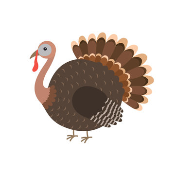 Turkey bird cartoon