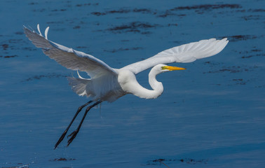 Great White Egret