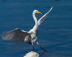 Great White Egret