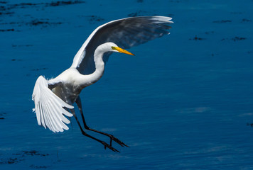 Great White Egret