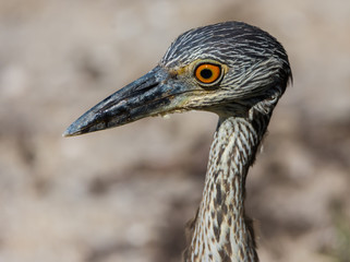 Juvenile Black Crowned Night Heron