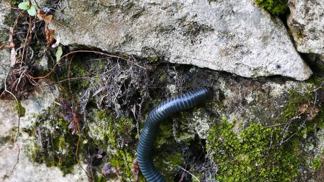 Close up (macro) shot of a millipede crawling on rocks, on the forest floor surrounding Lake Balanan. Presented as real time.
