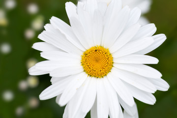 Obraz premium White daisy flowers close-up.