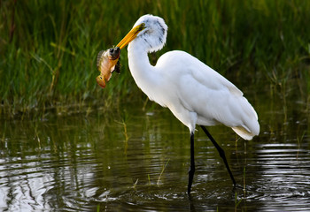 Fototapeta premium Great White Egret with Fish II