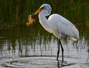 Great White Egret with Fish