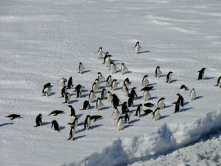 Fototapeta premium Antarctic-Adélie001